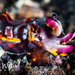Flamboyant Cuttlefish - Photo (c) Kimberly Tripp Randal, some rights reserved (CC BY-NC), uploaded by Kimberly Tripp Randal