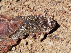 Dolichophis jugularis