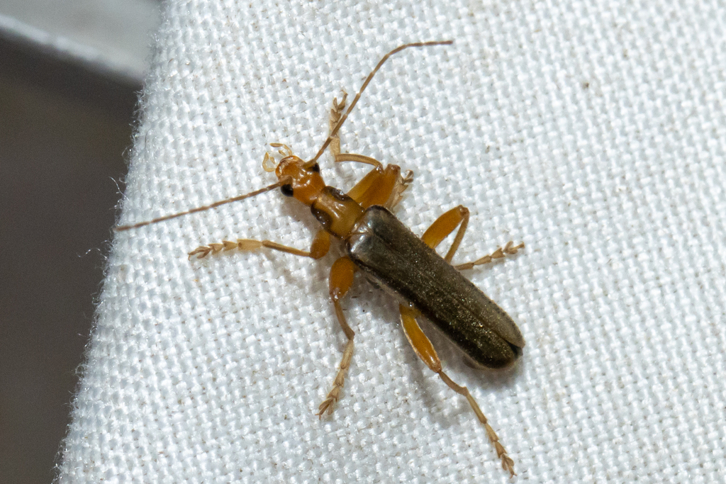 Habronychus multilimbatus