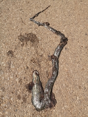 Dolichophis jugularis