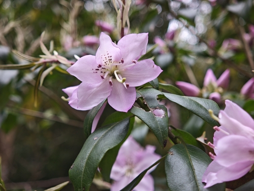 Rhododendron ovatum