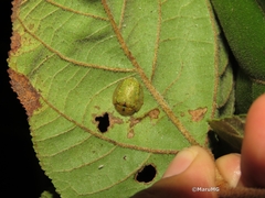 Eurypepla brevilineata