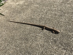 Takydromus tachydromoides
