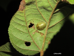 Eurypepla brevilineata