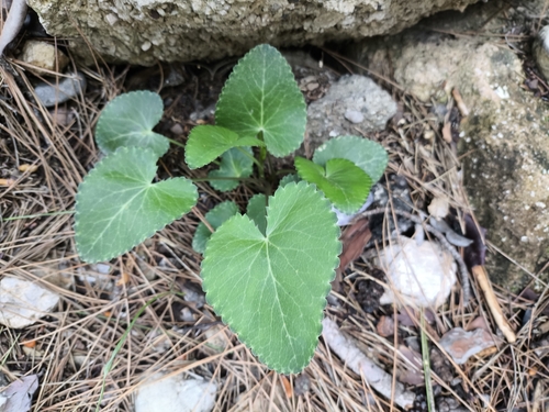 Falcate Eryngo (Eryngium falcatum)