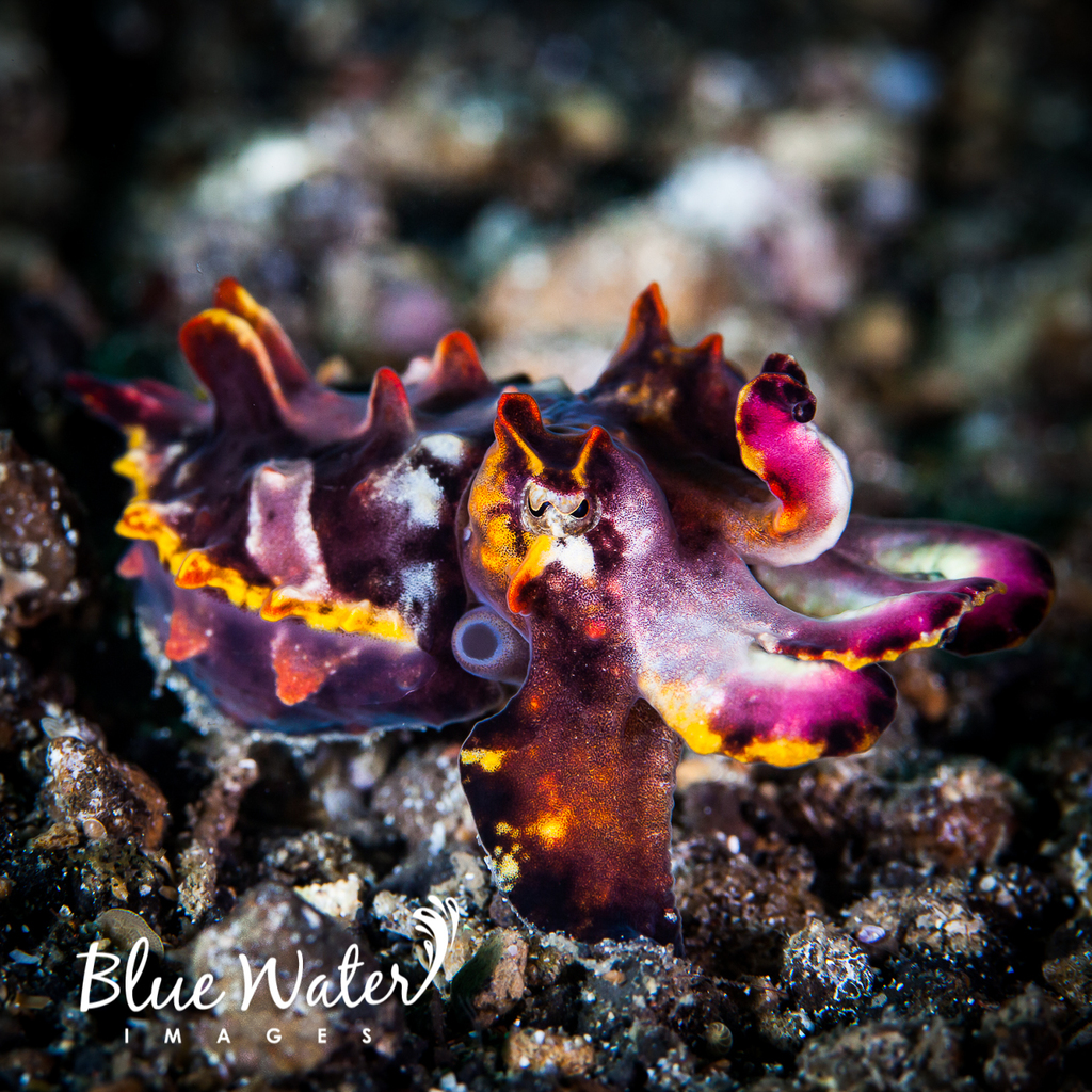 Photo of Flamboyant Cuttlefish (Metasepia pfefferi)