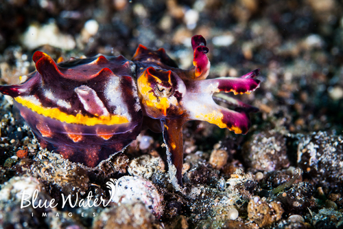 Photo of Flamboyant Cuttlefish (Metasepia pfefferi)