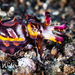 Flamboyant Cuttlefish - Photo (c) Kimberly Tripp Randal, some rights reserved (CC BY-NC)