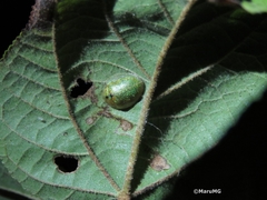 Eurypepla brevilineata