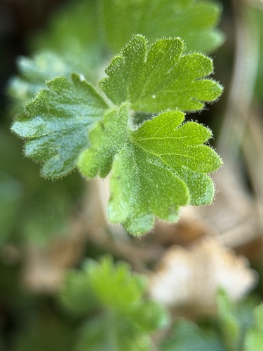 rock mousetail (Ivesia saxosa)
