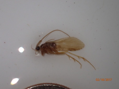 Nyctiophylax affinis