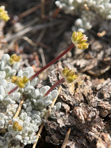 matted wild buckwheat (Eriogonum caespitosum)