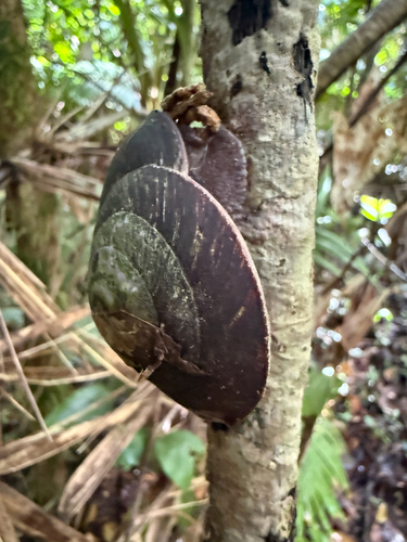 Caracolus caracolla