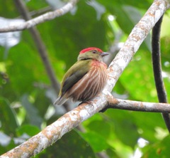 Machaeropterus striolatus