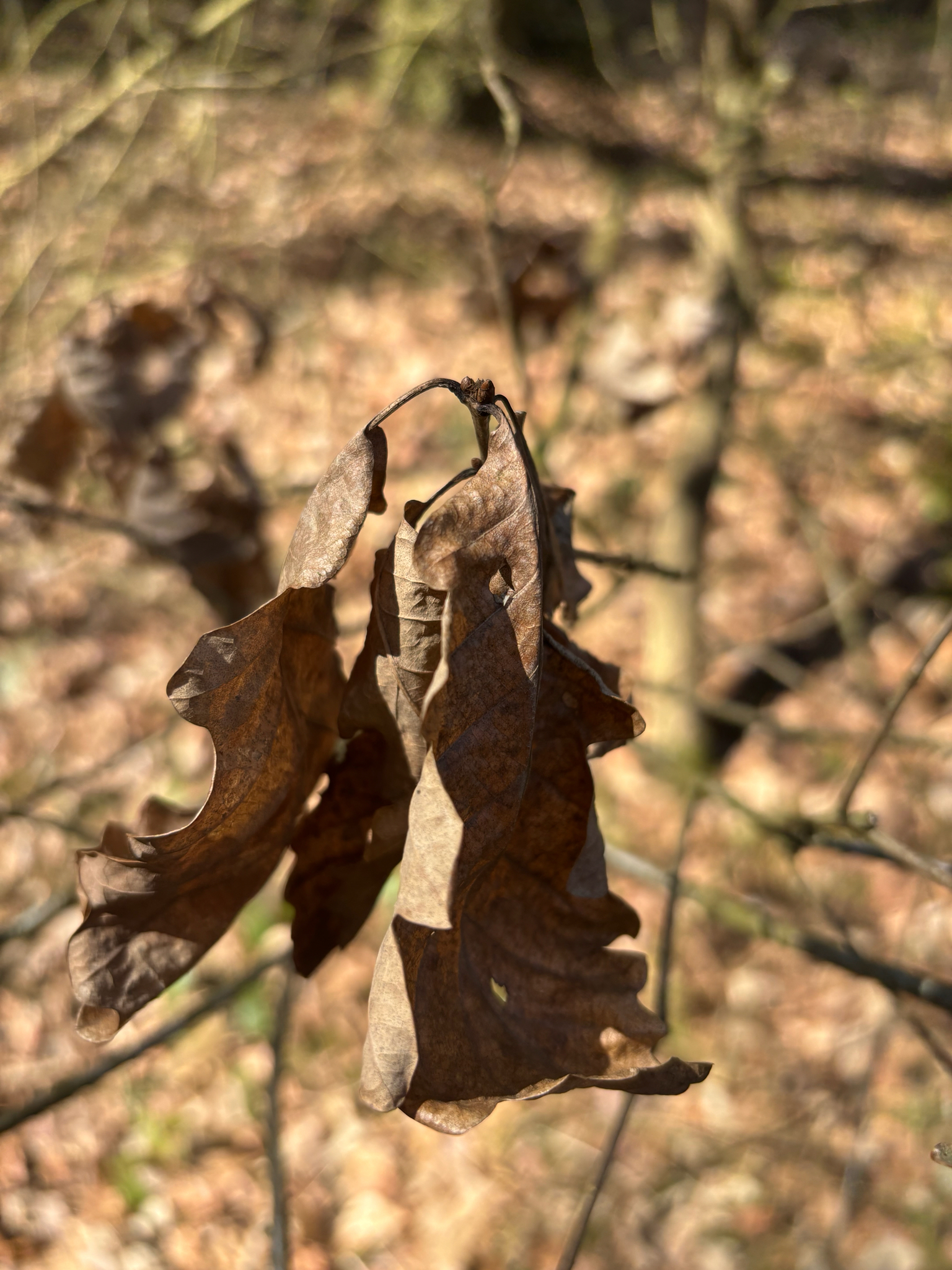 Imagem de Quercus petraea