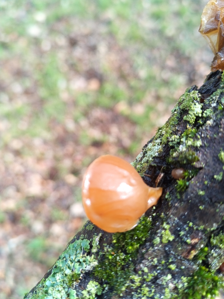 Auricularia americana