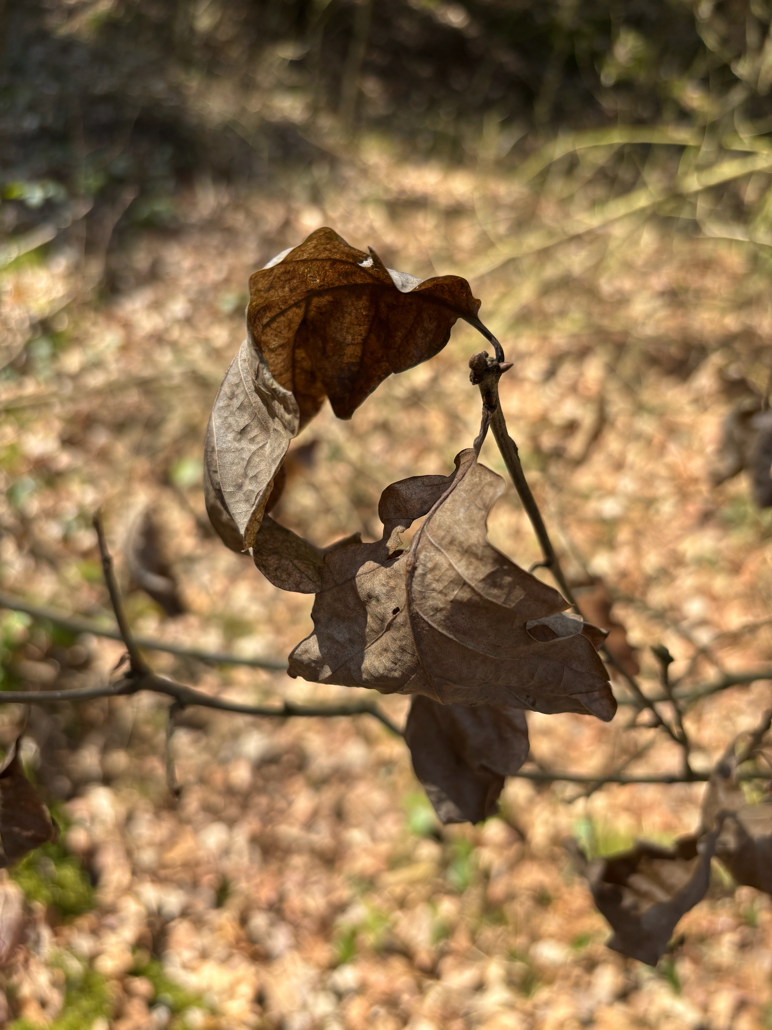 Imagem de Quercus petraea