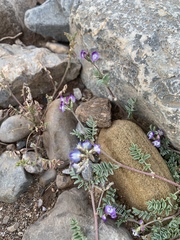Astragalus emoryanus