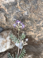Astragalus emoryanus