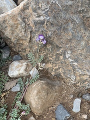 Astragalus emoryanus