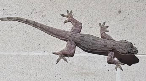 Hemidactylus platyurus