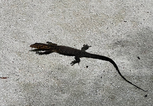 Varanus togianus