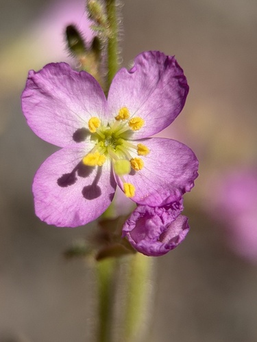 Chylismia heterochroma (Chylismia heterochroma)