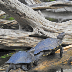 Trachemys terrapen