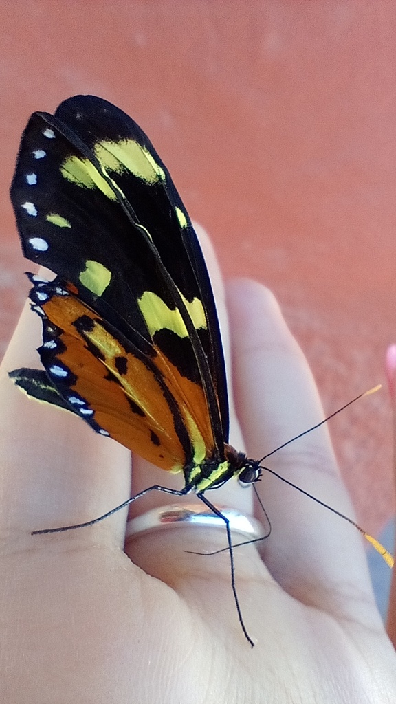 Mechanitis lysimnia elisa