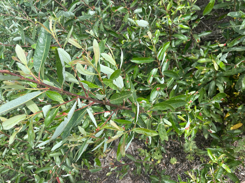 Arroyo Willow (Salix lasiolepis)