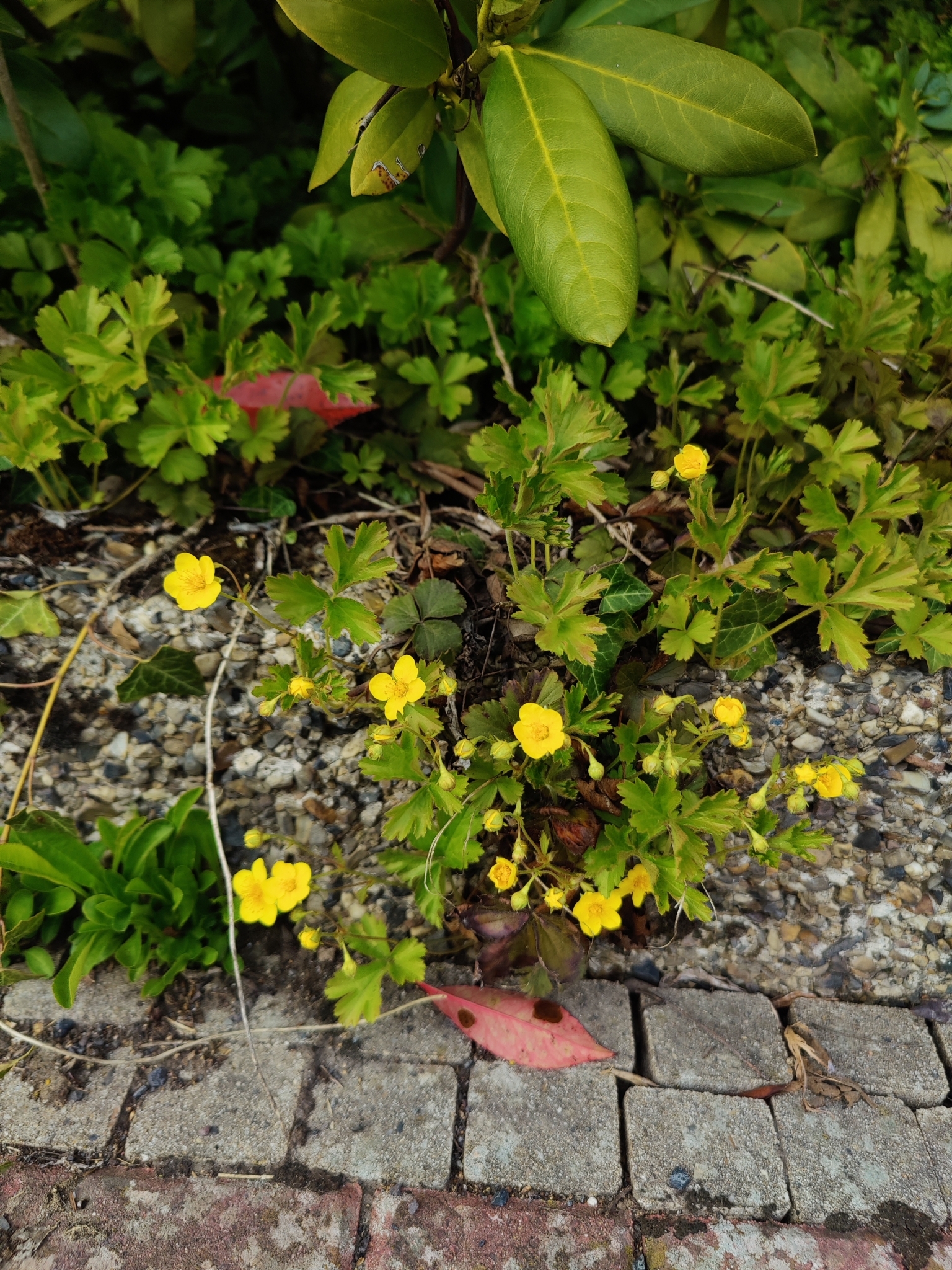 Geum ternatum