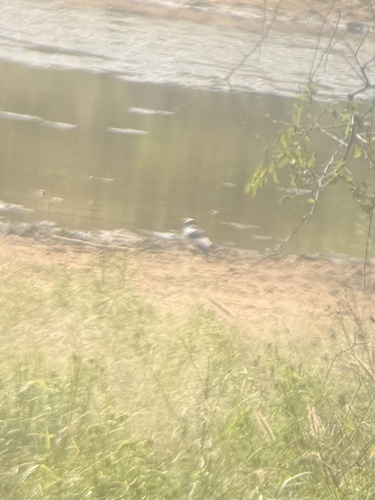 iNaturalist: (c) Ronald Wan, some rights reserved (CC BY-NC), uploaded by Ronald Wan iNaturalist image