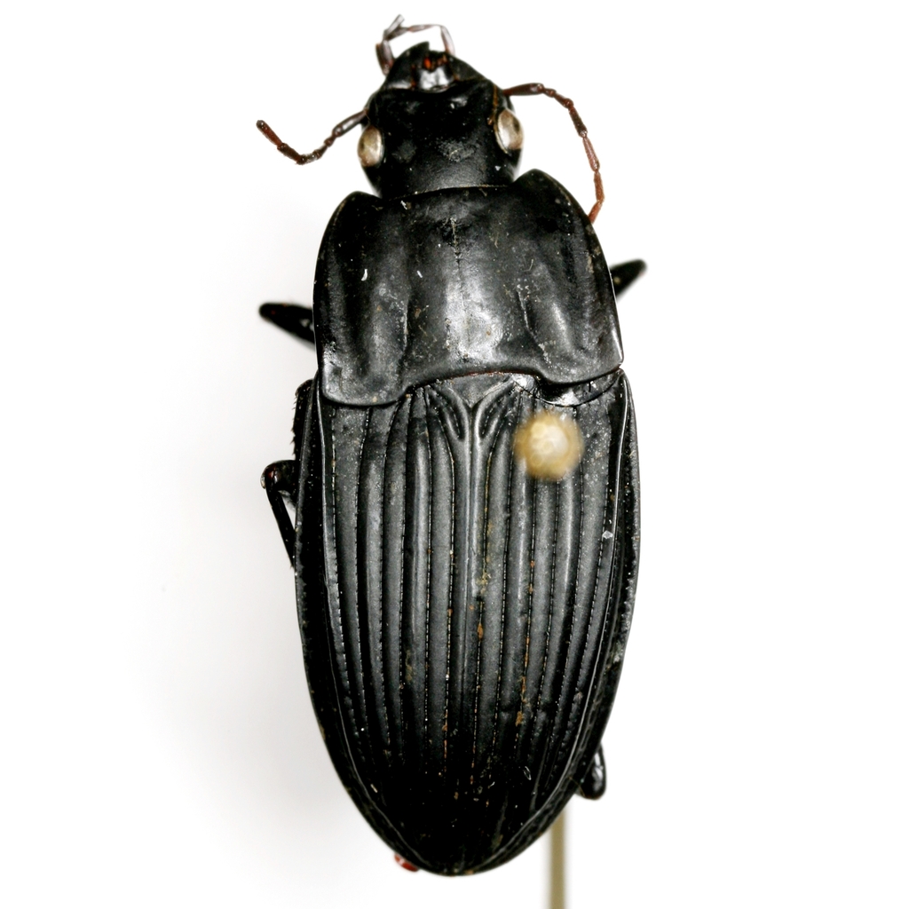 Dicaelus subtropicus