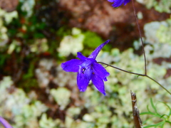 Delphinium pedatisectum