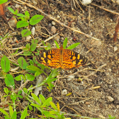 Anthanassa frisia