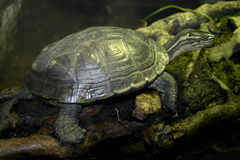 Vietnamese Pond Turtle photo 3