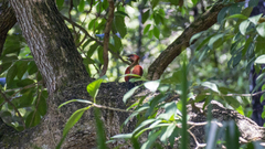 Chrysophlegma miniaceum