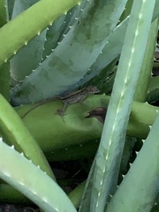 Anolis sagrei