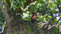 Chrysophlegma miniaceum