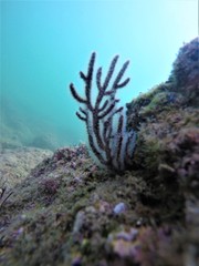 Leptogorgia