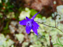 Delphinium pedatisectum