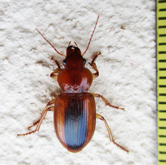 Boeomimetes ephippium