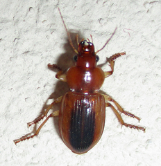 Boeomimetes ephippium