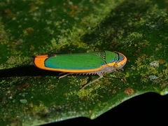 Stephanolla rufoapicata