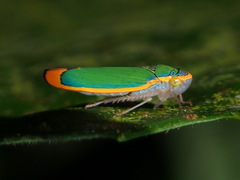 Stephanolla rufoapicata