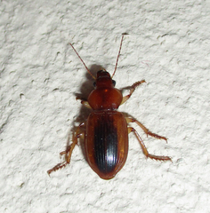 Boeomimetes ephippium