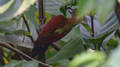 Chrysophlegma miniaceum