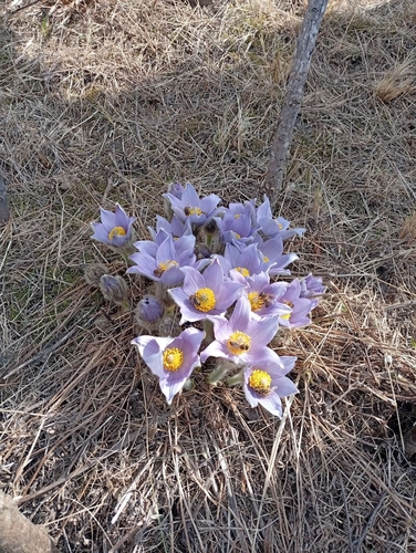 Greater Pasqueflower
