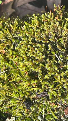 Ciliate Hoarmoss (Hedwigia ciliata)