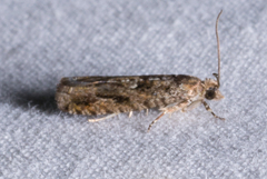 Chimoptesis gerulae
